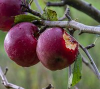 Fuglene er igang med at spise æblet 12 oktober